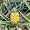 Set of 2 Pineapple Live Plant, Pineapple Gold Fruit Tree Plant, Sweet Fruit, 4-7 Inches Tall for Growing