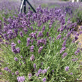 Live Phenomenal Blue Lavender Plant in Quart Pot, Blue Lavender Herb Plant, Fragrant Herb Plants, Perennial Herb for Planting Indoor Outdoor