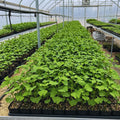 Ginkgo Live Plant, 3-6 Inch Tall
