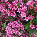 Pink Weigela Flowers Plant, Live Weigela Flowers Plant, 4 Inches Pot, Starter Plant for Outdoor Patio, Container