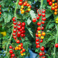 Cherry Tomato Plant, Live Tomato Vegetable Seedling in 4 Inch Pot, 4-6 Inches Tall Vegetable Tomatoes Plants for Outdoor Garden