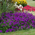 Pack 3 Purple Verbena Plants Live Perennial Ground Cover, No Pot, 5-9" in Tall, Can Grow As Trailing Bushes, Spring Flowers