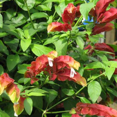 2 Red Shrimp Plants Live, Shrimp Live Plants, Justica Brandegeana Plant, 5 to 7 Inc Long, Live Shrimp Plants for Gardening Indoors and Outdoors