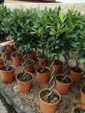 Bay Leaf Tree, Live Laurus Nobilis Plant in 4” Pot, 8-10" Sweet Bay Laurel Herb for Container or Garden Planting