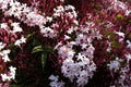 Pink Jasmine Starter Plant, 6 Inc to 8 Inc Long, Fragrant Flower Plant