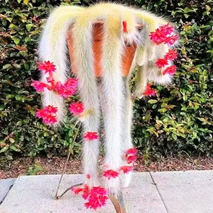 Monkey Tail Cactus Succulent Live Plant, Indoor Outdoor, 5-7" Tall