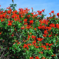 Fragrant Orange Honeysuckle Plants Live Vines, Perennial Lonicera Tecoma Honeysuckle Plants, 5 to 9 Inches Tall