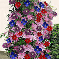 Clematis Vine Plants Live in Pot, 8 Months Old Seedlings Climbing Flowering, Outdoor Trellis Fences, Cold Hardy (Random Clematis)