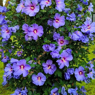 Rose of Sharon Plant, Hardy Althea Hibiscus Flowering Shrub in 4'' Pot, Outdoor Garden Starter Plant for Landscape or Hedge (Purple)