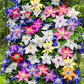 Clematis Vine Plants Live in Pot, 8 Months Old Seedlings Climbing Flowering, Outdoor Trellis Fences, Cold Hardy (Random Clematis)