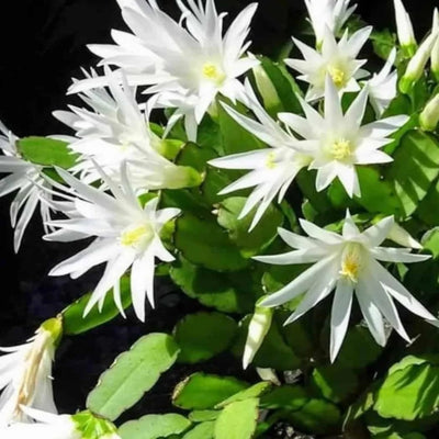 Easter Cactus Plant in 4'' Pot, Spring Blooming Succulent, Holiday Cactus, Indoor Flowering Houseplant (White Blooms)