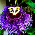 Passion Flower Plant, 4" Pot, Purple Passion Flower Vine Tree for Planting Indoors Outdoors