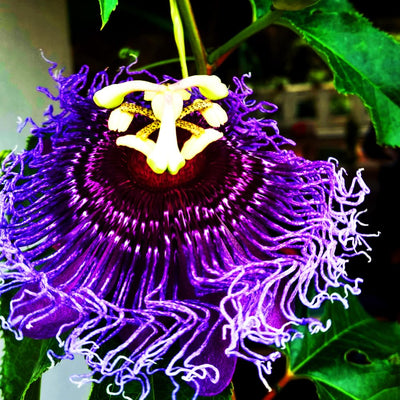 Passion Flower Plant, 4" Pot, Purple Passion Flower Vine Tree for Planting Indoors Outdoors