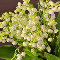 Lily of The Valley Plant Live, 6 Pips Fragrant White Lily Flowers, Lilies of The Valley Perennial for Planting Outdoors