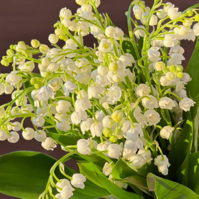 Lily of The Valley Plant Live, 6 Pips Fragrant White Lily Flowers, Lilies of The Valley Perennial for Planting Outdoors