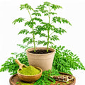 2PPP Live Moringa Plants, Oleifera Malunggay Trees 5-7 Inches Tall