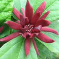 Sweet Shrub Bush Plant, 6 to 12 Inch Tall Starter Plant in Quart Pot