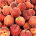 Deep Color Peach Tree Plant Live, Well-Rooted Fruit Tree, 1-2 Ft Tall