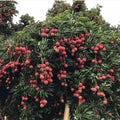 Lychee Tree Live Plant, 5 to 8 Inc Tall, Lychee Fruit Tree for Gardening Outdoor