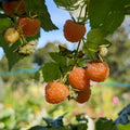 2 Fall Gold Raspberry Plants Live, Sweet Raspberry Bush 4-6 Inches Tall, Edible Fruit Tree for Outdoor Growing