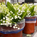 Lily of The Valley Plant Live, 6 Pips Fragrant White Lily Flowers, Lilies of The Valley Perennial for Planting Outdoors