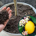 3 Meyer Lemon Trees Live Plants in 4'' Pot, Fragrant Citrus Tree, Hardy and High-Yielding Meyer Lemon Plant for Indoor Outdoor Growing, Ready to Grow, 2-3 Inch Tall
