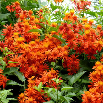 04 Mexican Flame Vine Live Plants for Spring Planting, 4-6" in Tall, No Pot, Fast-Growing and Blooming, Orange Flower