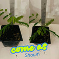 Starter Red Royal Poinciana Tree Live Plant 4-6 Inches in Tall in 4" Pot, Live Flamboyant Tree for Outdoor Planting, Jacaranda Trees Like