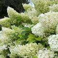 White Flowers to Blush Pink Hydrangea Plant 4 Inch Pot, Hydrangea Shrub Live Plants for Outdoor or Indoor Planting, Change Color Perennial Plant