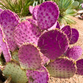 Purple Prickly Pear Cactus Plant Live Potted, 3-5 Inch Tall, Prickly Cactus Live Plant Indoor Outdoor