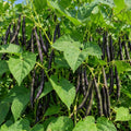 Live Black Bean Plant, Bean Bush Plants, 3-5 Inches Tall