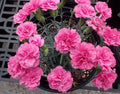 Dianthus Perennial Plant Live for Planting Outdoors, Dianthus Pink Blooms, Very Fragrant in Pot, Easy for Gardening