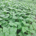 2 Sweet Bell Pepper Plants Live 100 Days Old Seedlings for Growing Outdoors, Red or Green Color