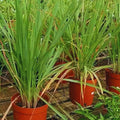 4 Large Lemongrass Plants Stalks Well-Rooted, Lemon Grass Stalks Trim Back, Herb Perennial Plants Well Rooted for Planting Indoor Outdoor, No Pot