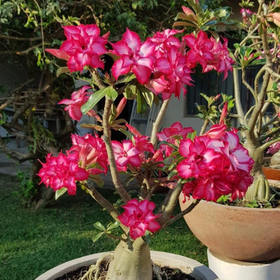 Desert Rose Live Plant, Adenium Desert Rose 4-8'' Tall, Hardy Flowering Succulent for Indoor Outdoor Gardens (Pink Flowers)