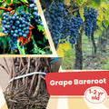 1 Blue Grape Vines for Planting Outdoors, Concord Grape Plant Live, Bareroot 1-2 Years Old, Sweet Grape Fruits