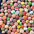 20 Lithops Live Plants Mix Lithop Succulents Plants Live Bulk, Rock Living Stone Succulent Live Plants Large Size Full Bloom Garden