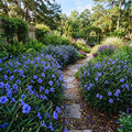 Set 6 Mexican Petunias Live Plants, Mexican Petunia Plants, Well Rooted, 5 to 7 Inc Tall, Shrub Plant Live for Growing Indoor Outdoor (Blue)