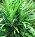 1 Pandan Leaf Plants Herb for Planting Indoor Outdoor Perennial Ornament Vegetable Pandan 5-7 Inches in Tall