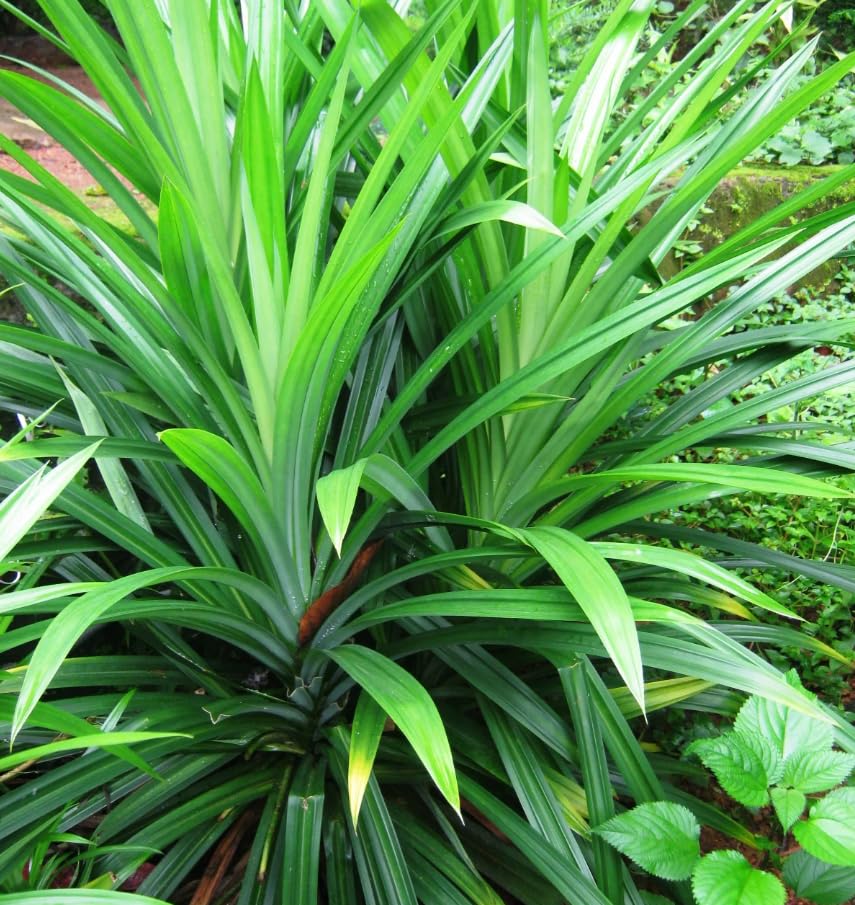 1 Pandan Leaf Plants Herb for Planting Indoor Outdoor Perennial Ornament Vegetable Pandan 5-7 Inches in Tall
