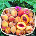 Peach Live Plant, Grafted Peach Plant 1 Feet Tall, Fruit Tree Well-Rooted for Planting (Golden Yellow)