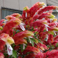 2 Red Shrimp Plants Live, Shrimp Live Plants, Justica Brandegeana Plant, 5 to 7 Inc Long, Live Shrimp Plants for Gardening Indoors and Outdoors