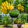Dwarf Cavendish Banana Tree Live Plant, Outdoor Garden Tree, 6-10 Inch Tall