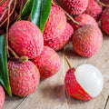 Lychee Fruit Tree, Lychee Tree Live Plant, 4 Inc Pot