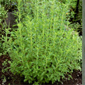 2 Stevia Plants Live Outdoor Indoor, in 4" Pots, Perennial Stevia Herb for Garden Home, 4-6 Inch Tall