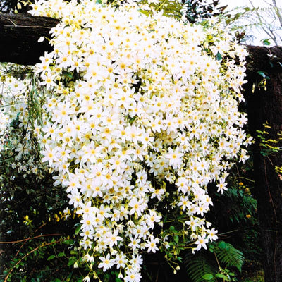 Clematis Vine Plant Live for Planting, Clematis Plant Live in 2.5 Inches Pot, Clematis Flowers Perennial