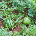 2 Red Watermelon Plants Live, 4'' Pot, Watemelon Fruit Garden Starter Plant