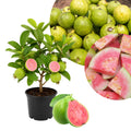 Guava Tree Live Plant 6-9” Tall, Tropical Guava Seedling for Garden and Container Growing (Pink Guava)