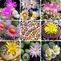 Lithops Live Plants Mix Lithop Succulents Plants Live Bulk, 20Pcs Rock Living Stone Succulent Live Plants Large Size Live Houseplant