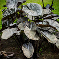 2 Black Alocasia Plants Live Houseplant for Indoor Outdoor Growing, 4 to 8 Inches Tall, Rare and Hardy